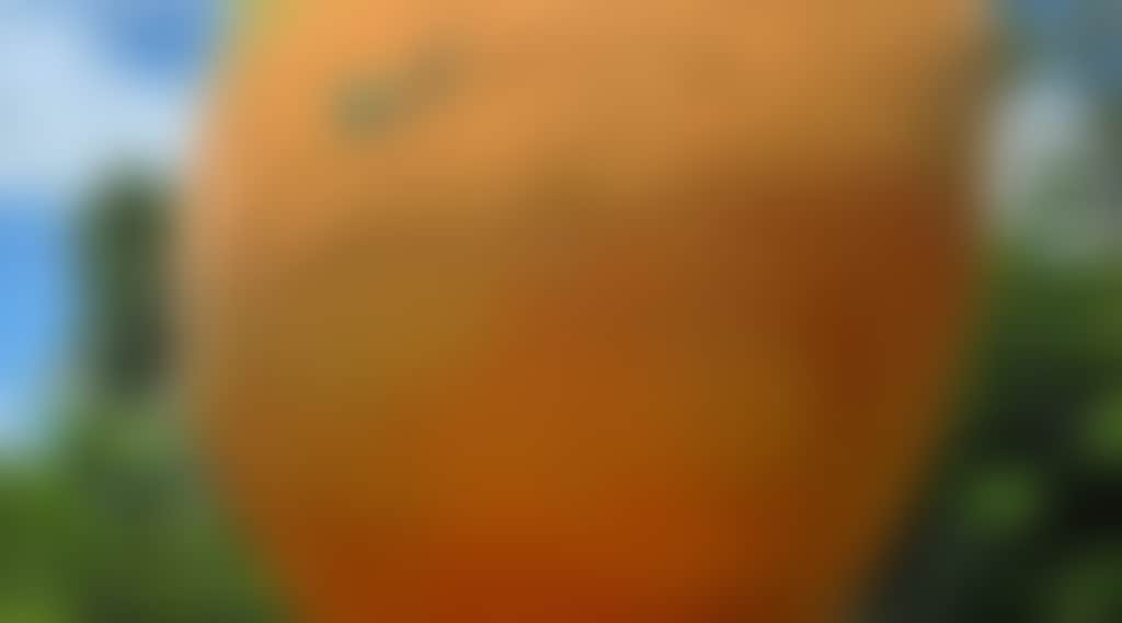 Ffcc24A295431Fff4C1C765Be1D6668C