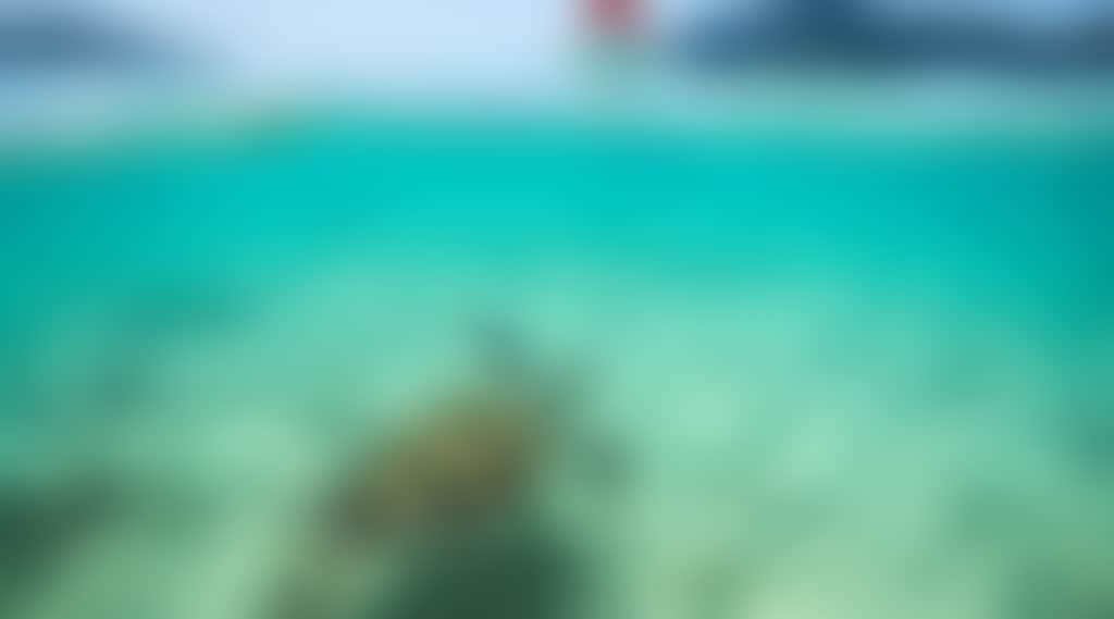 NECI Red Cat Adventures Turtle Split Shot with Dinghy