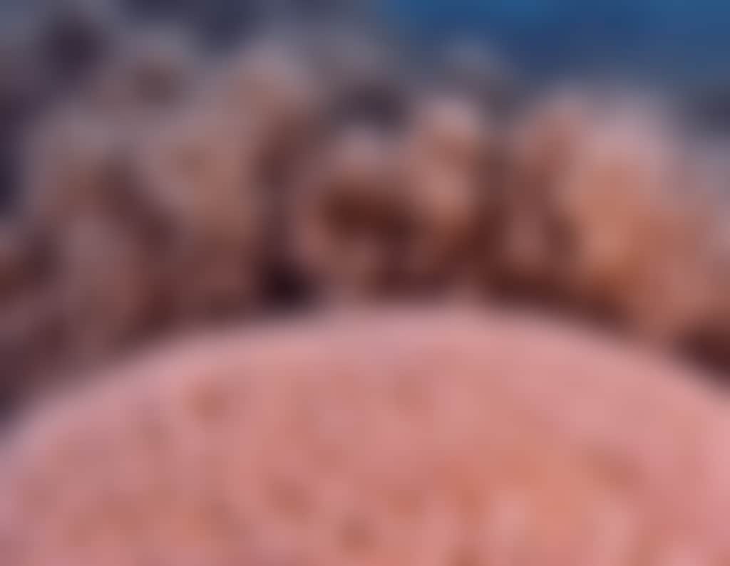 GBR Brain Coral