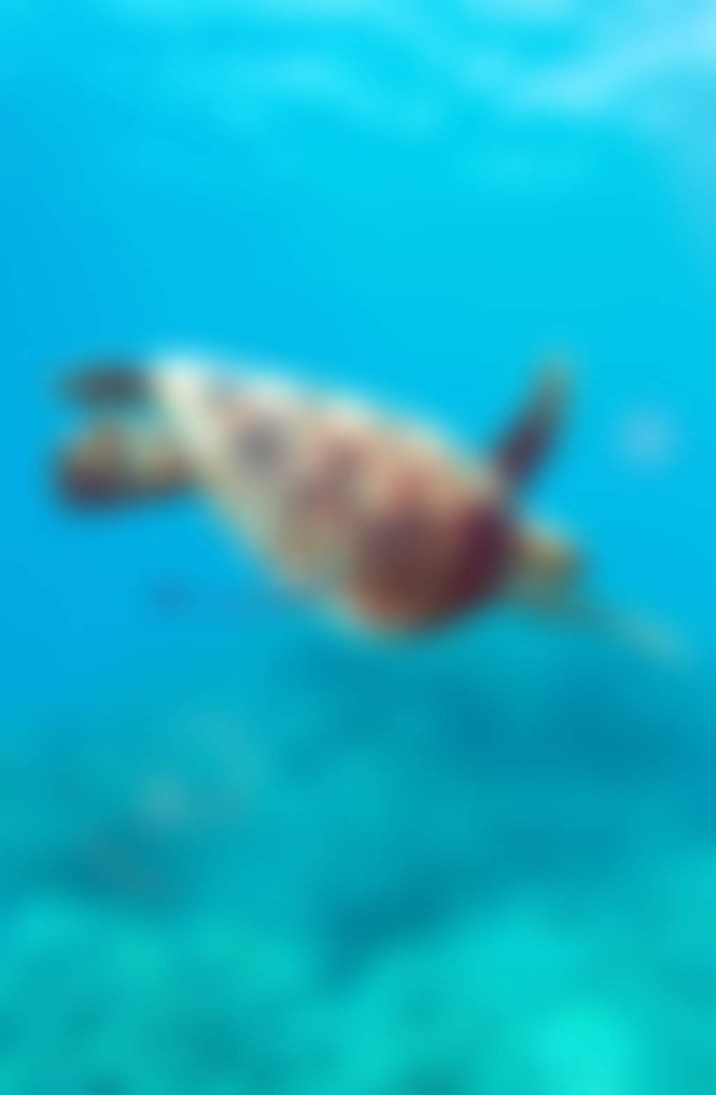 The Great Barrier Reef, The Whitsundays
