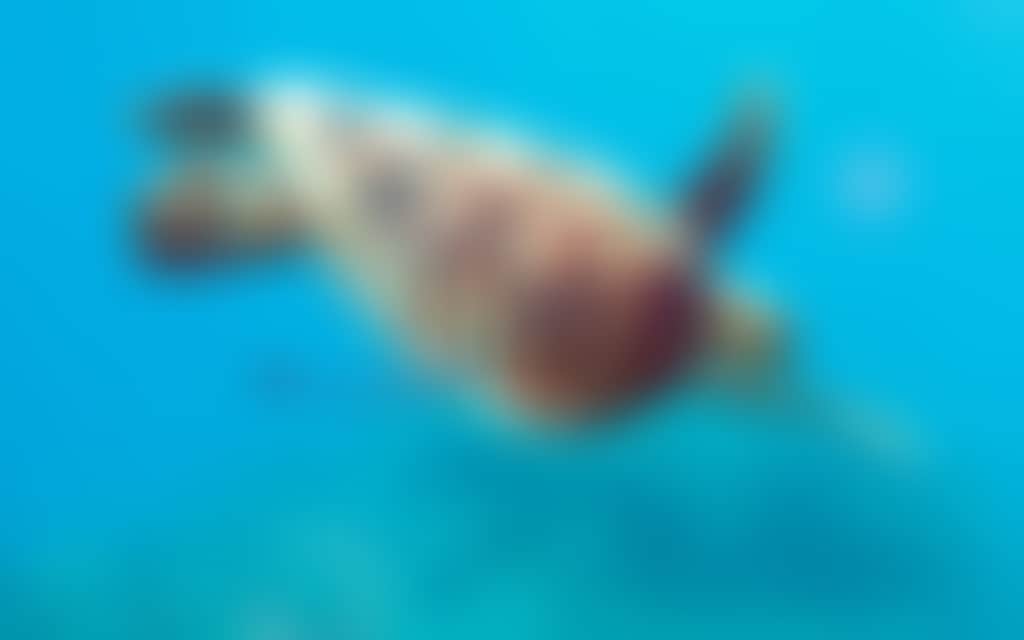 The Great Barrier Reef, The Whitsundays