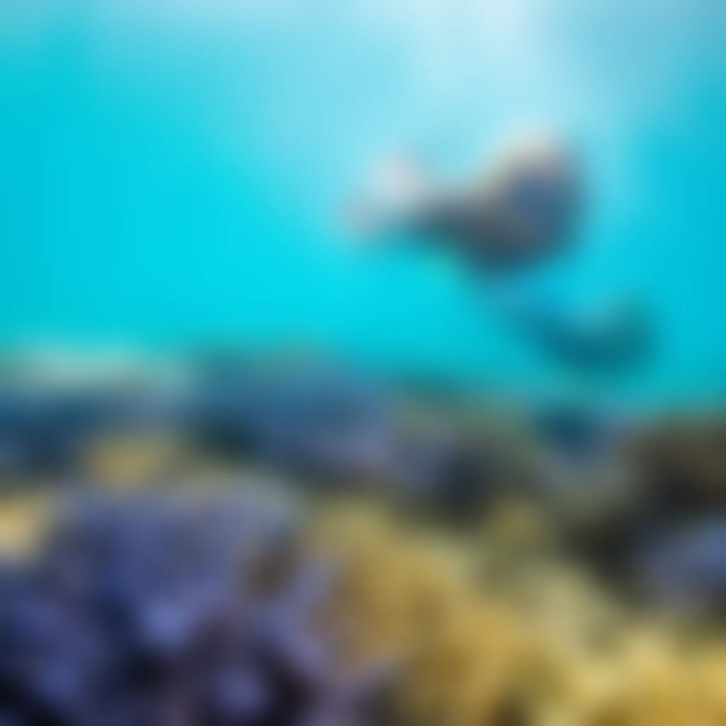 NECI Ocean Rafting Snorkeller Staghorn Coral