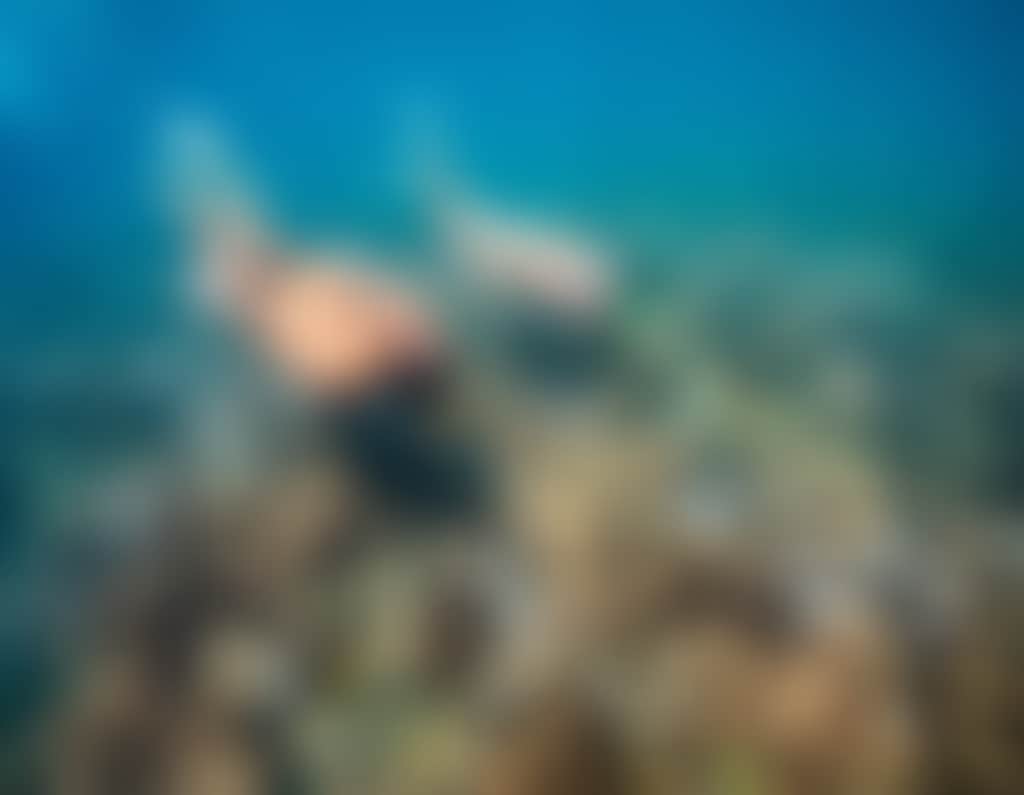 NECI Red Cat Adventures 03