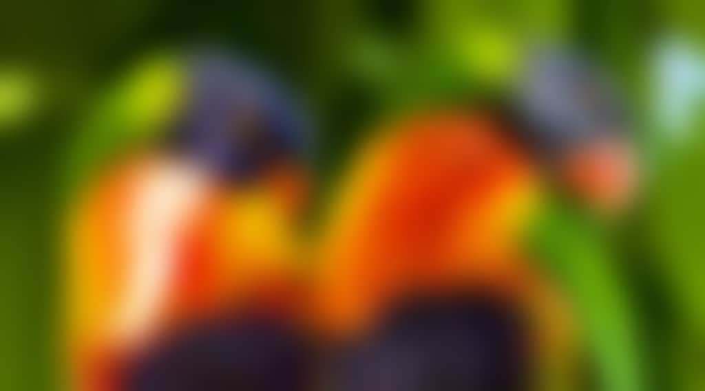 Hamilton Island Wildlife Rainbow Lorikeets