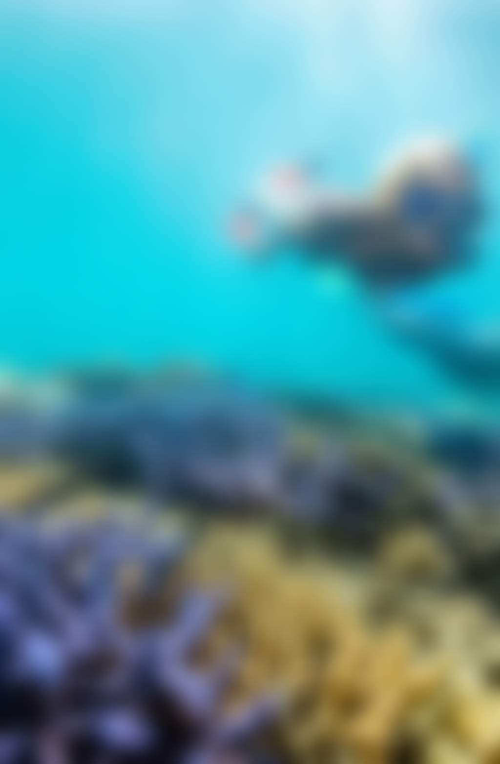 The Great Barrier Reef