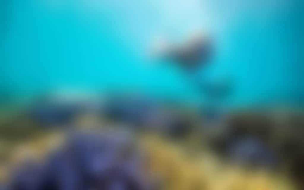 The Great Barrier Reef
