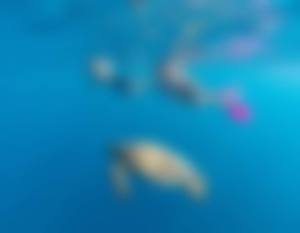 Snorkelling Luncheon Bay