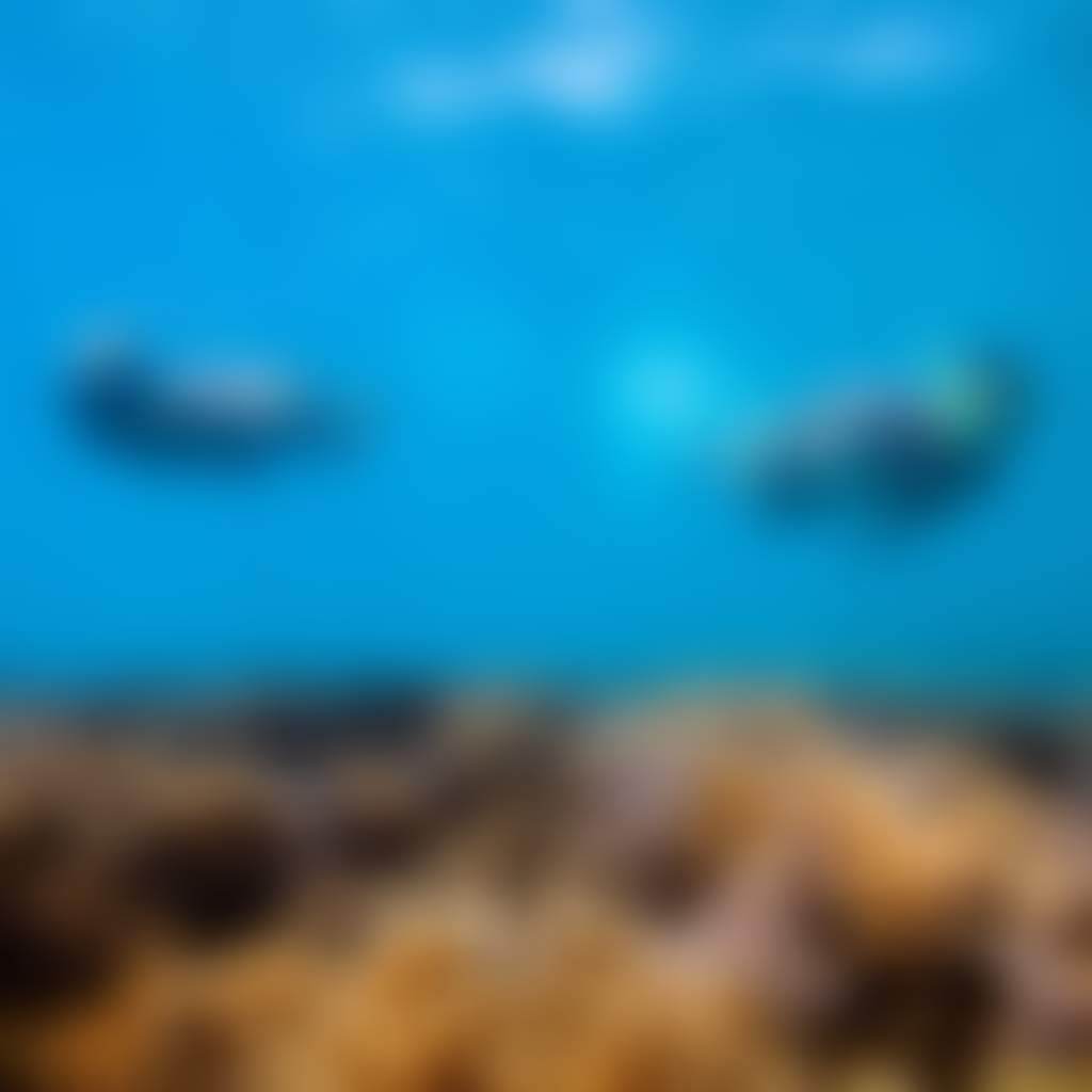 Snorkelling NECI Red Cat Adventures
