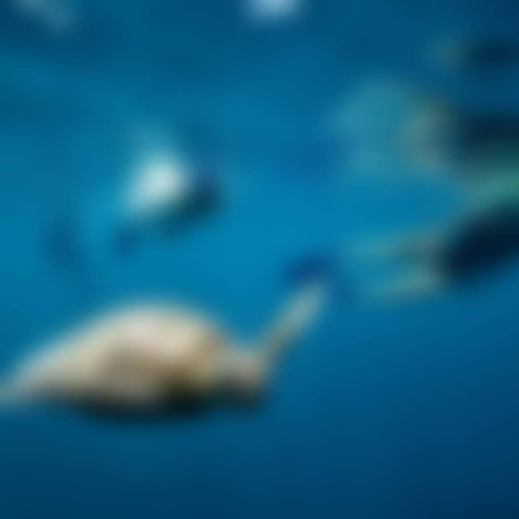 The Great Barrier Reef