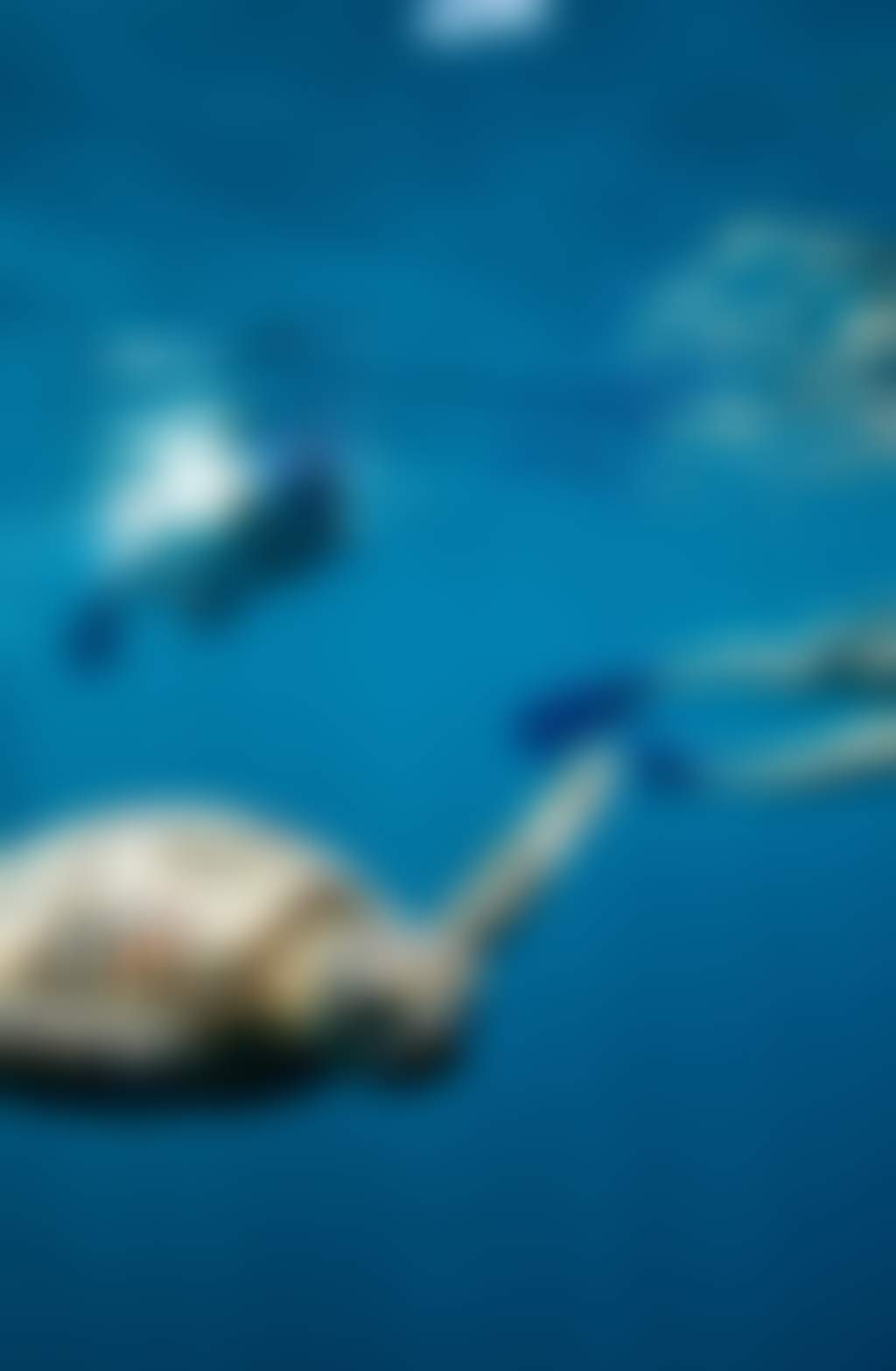 The Great Barrier Reef