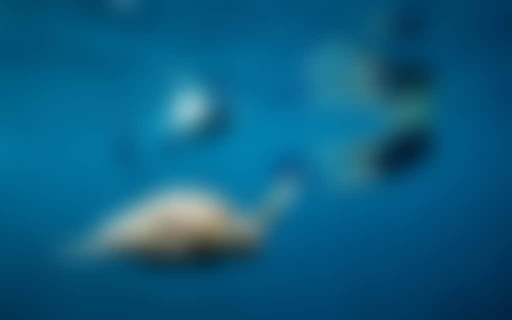 The Great Barrier Reef
