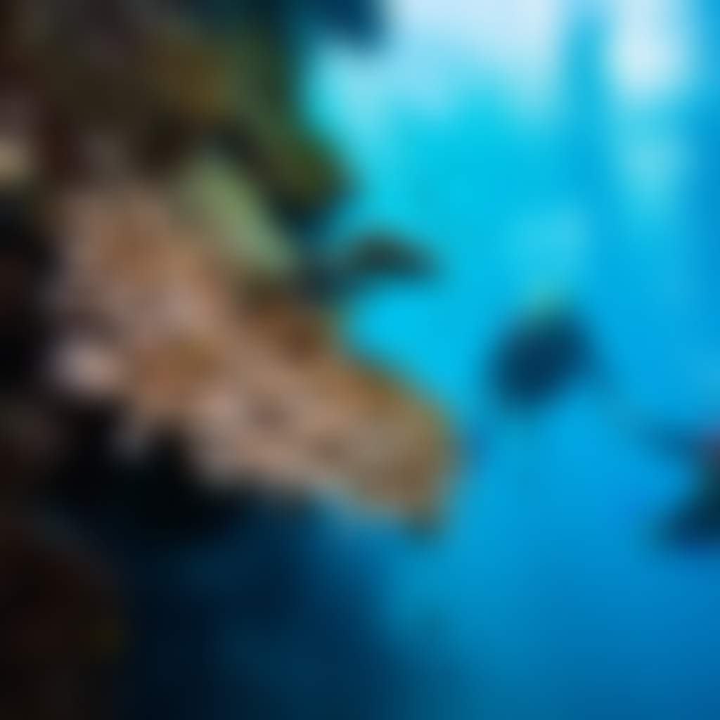 The Great Barrier Reef