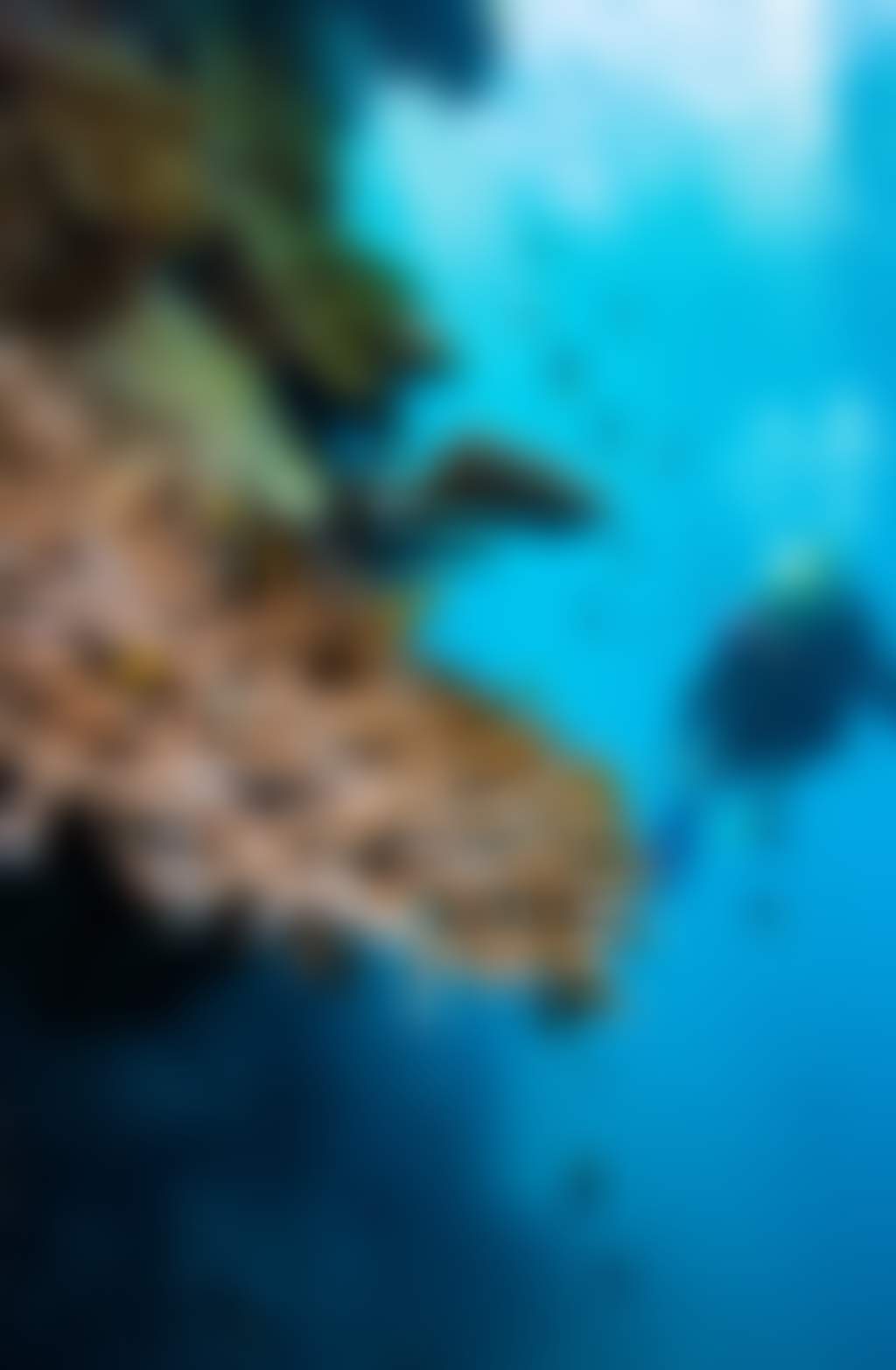 The Great Barrier Reef