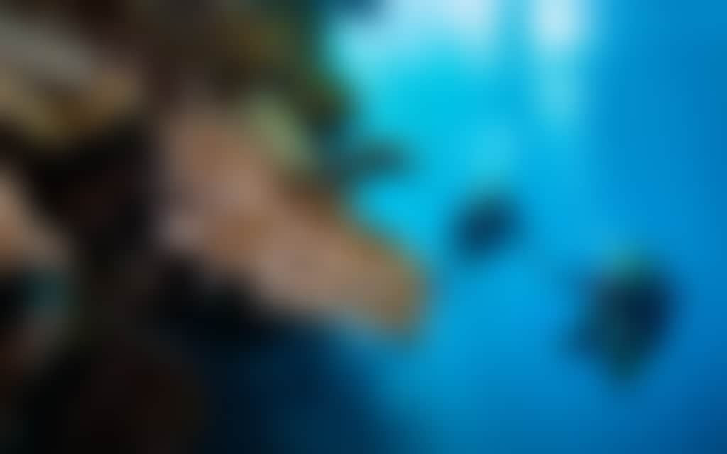 The Great Barrier Reef