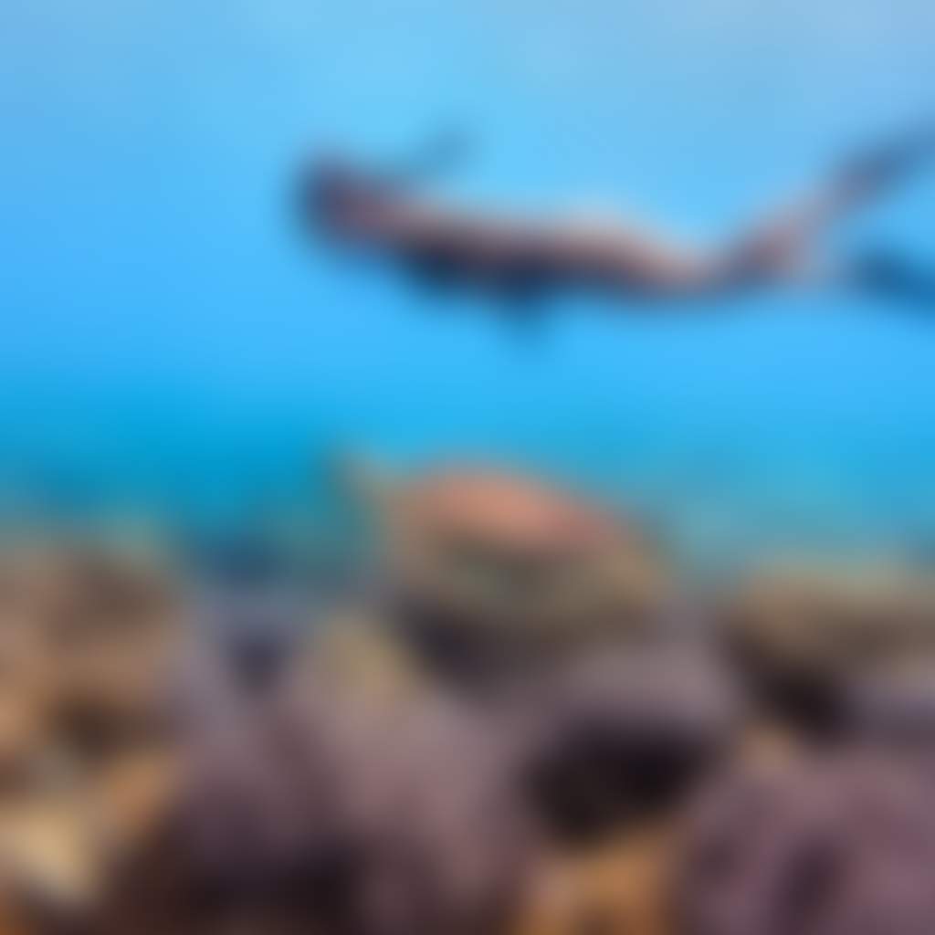 The Great Barrier Reef