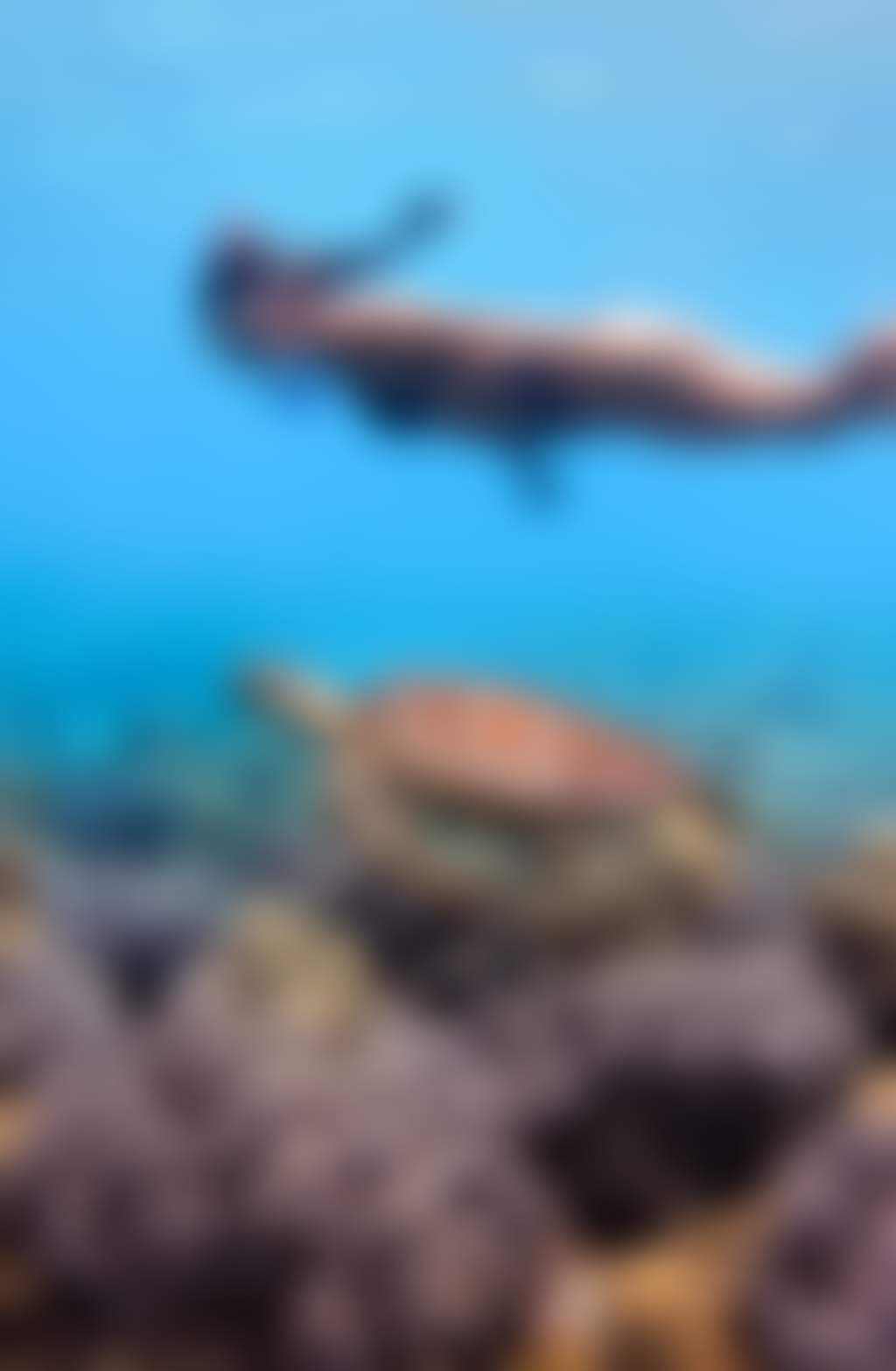 The Great Barrier Reef