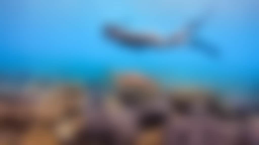 The Great Barrier Reef