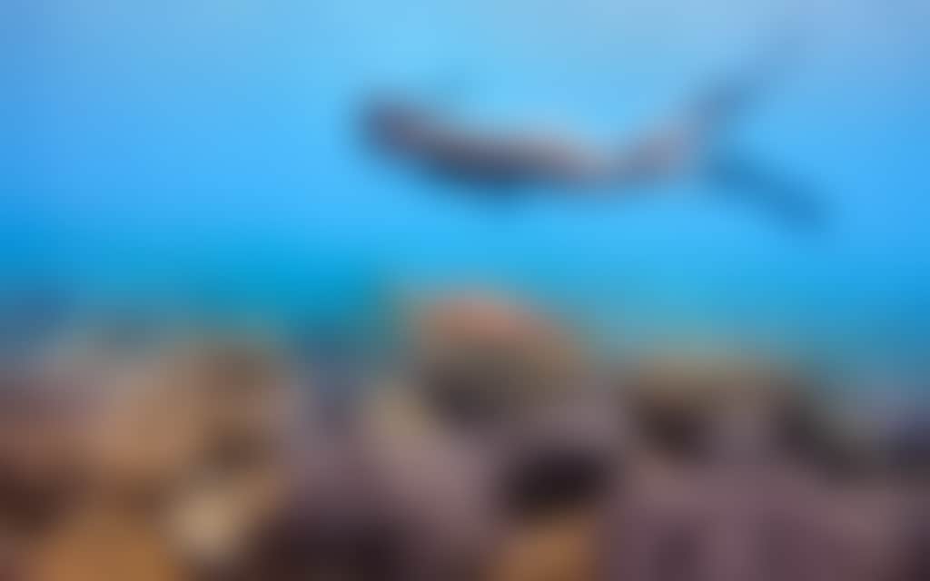 The Great Barrier Reef