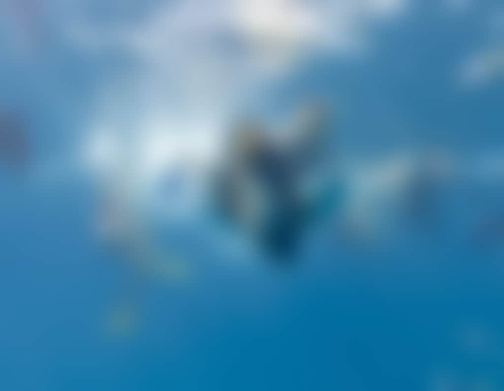 Snorkelling Maori Wrasse People 1