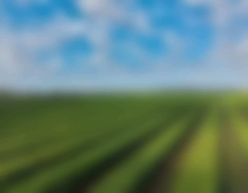 Bowen Food Produce Crops