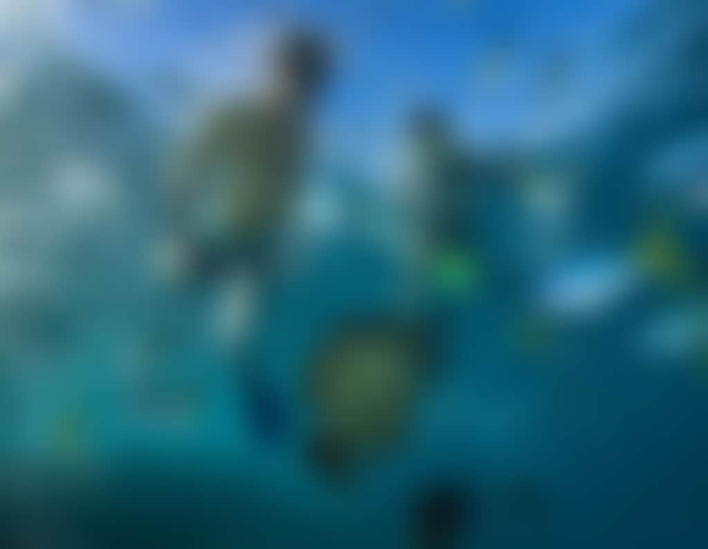 Snorkelling People Snorkelling