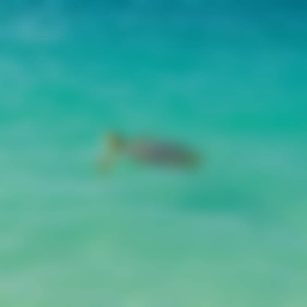 Seaturtle