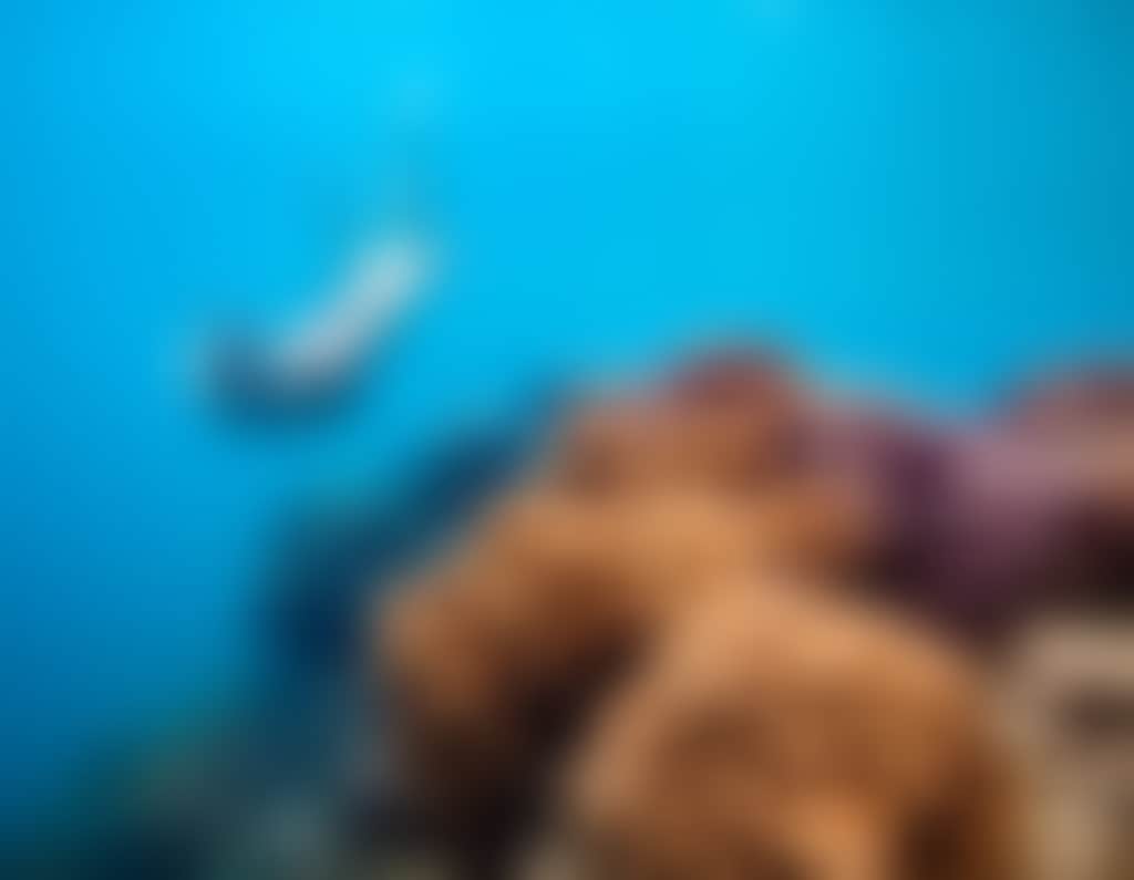 NECI Red Cat Adventures 04