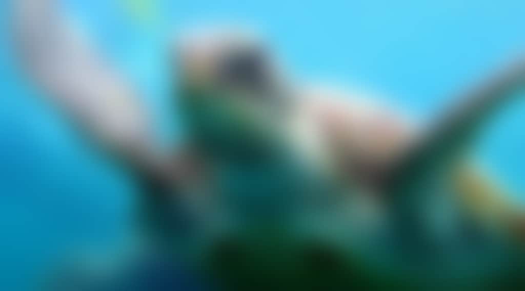 7006D06E78E622E047318343C71032B0